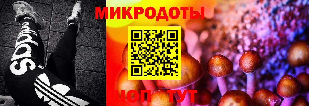 Псилоцибиновые грибы Psilocybe Россия